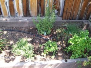 Fresh Herb Garden